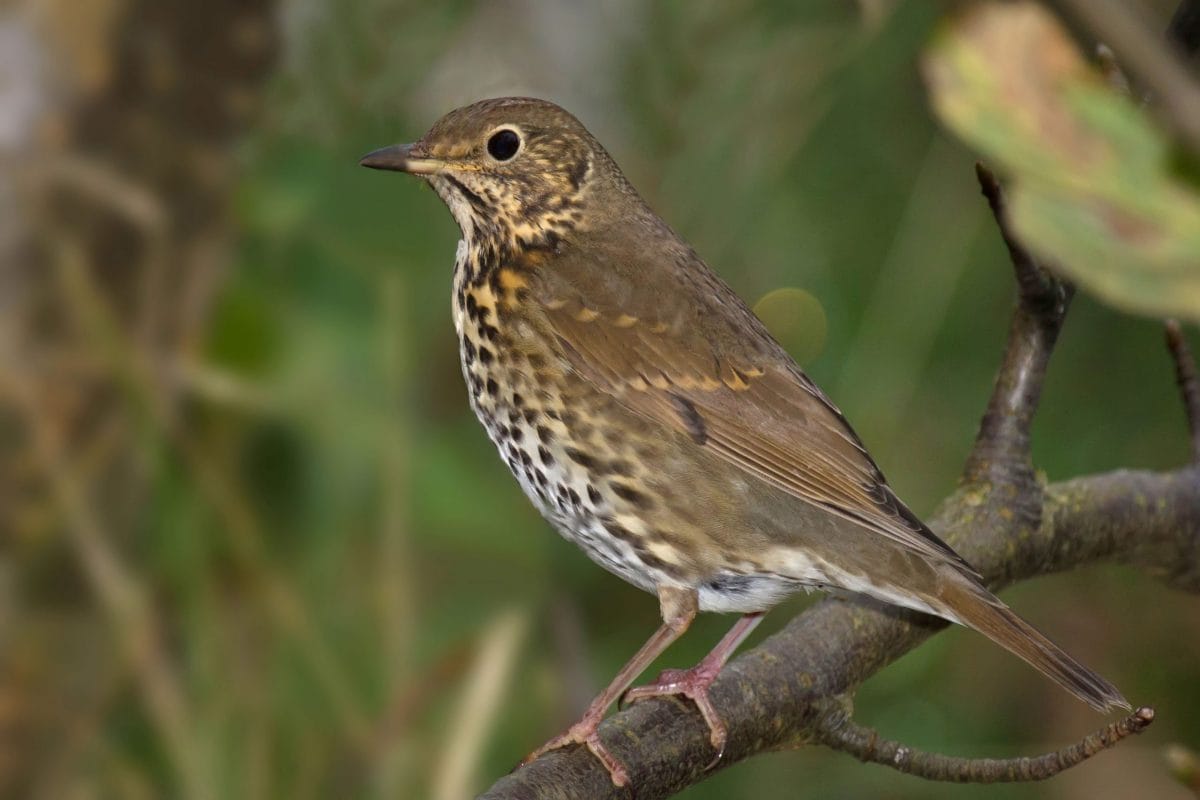 Song thrush on a branch