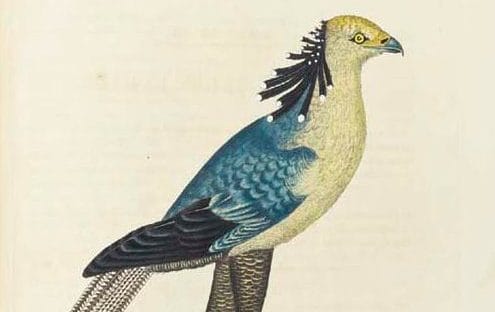 Painting of a Secretary bird