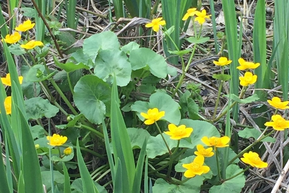 Kingcup flowers on the Nature Trail