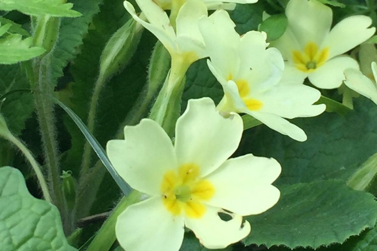 Primroses on the Nature trail