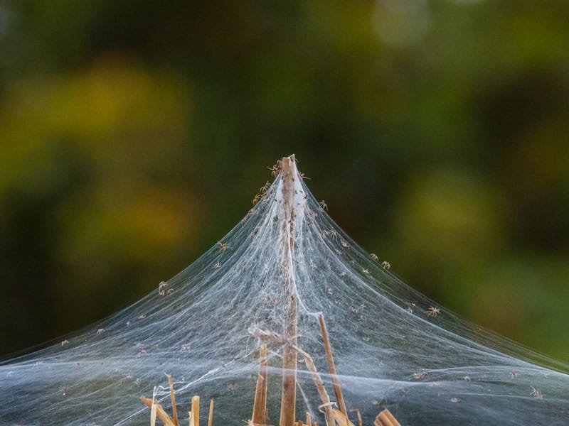 Spiderweb