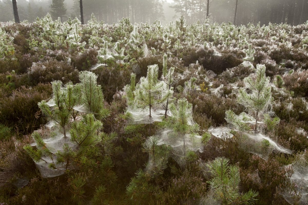 cobwebs on trees