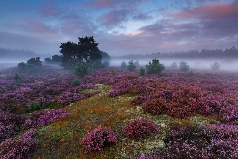Pink landscape