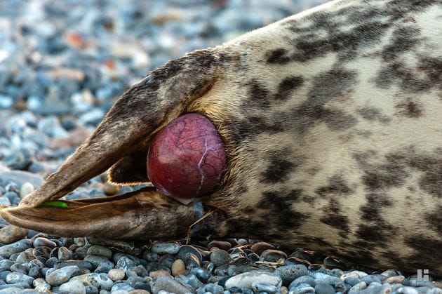 Grey seal giving birth
