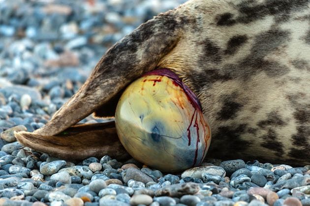 Grey seal giving birth