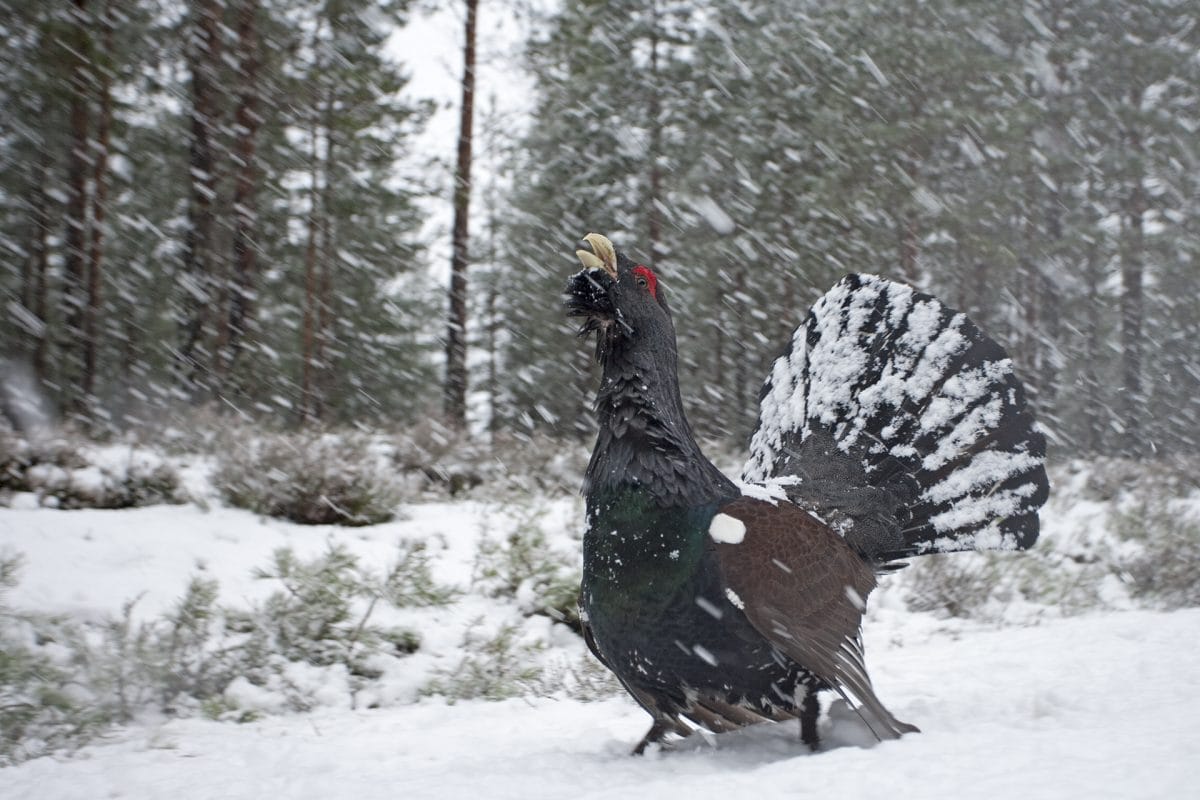 Capercaillie