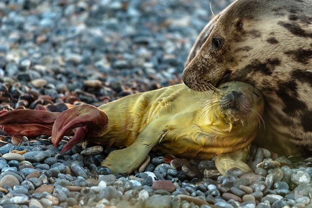 Grey seal with newborn pup