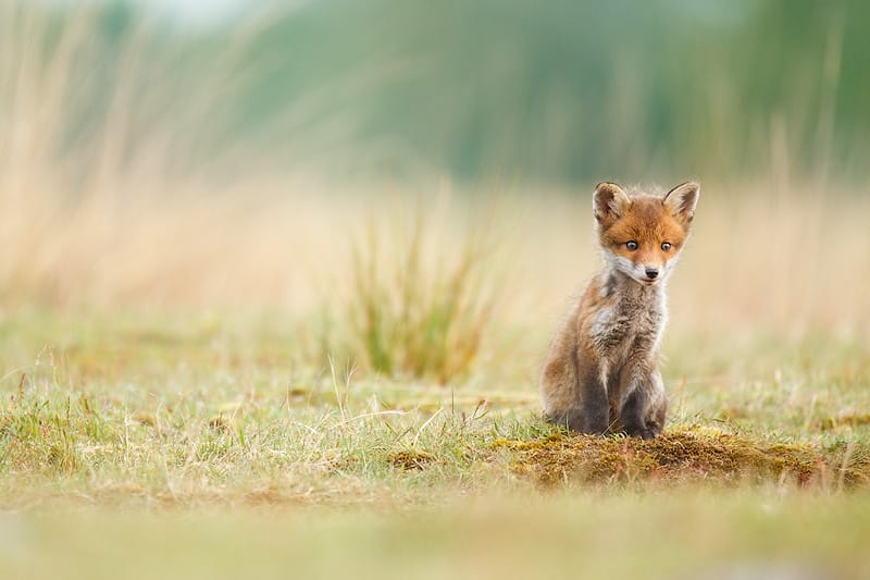 Red fox
