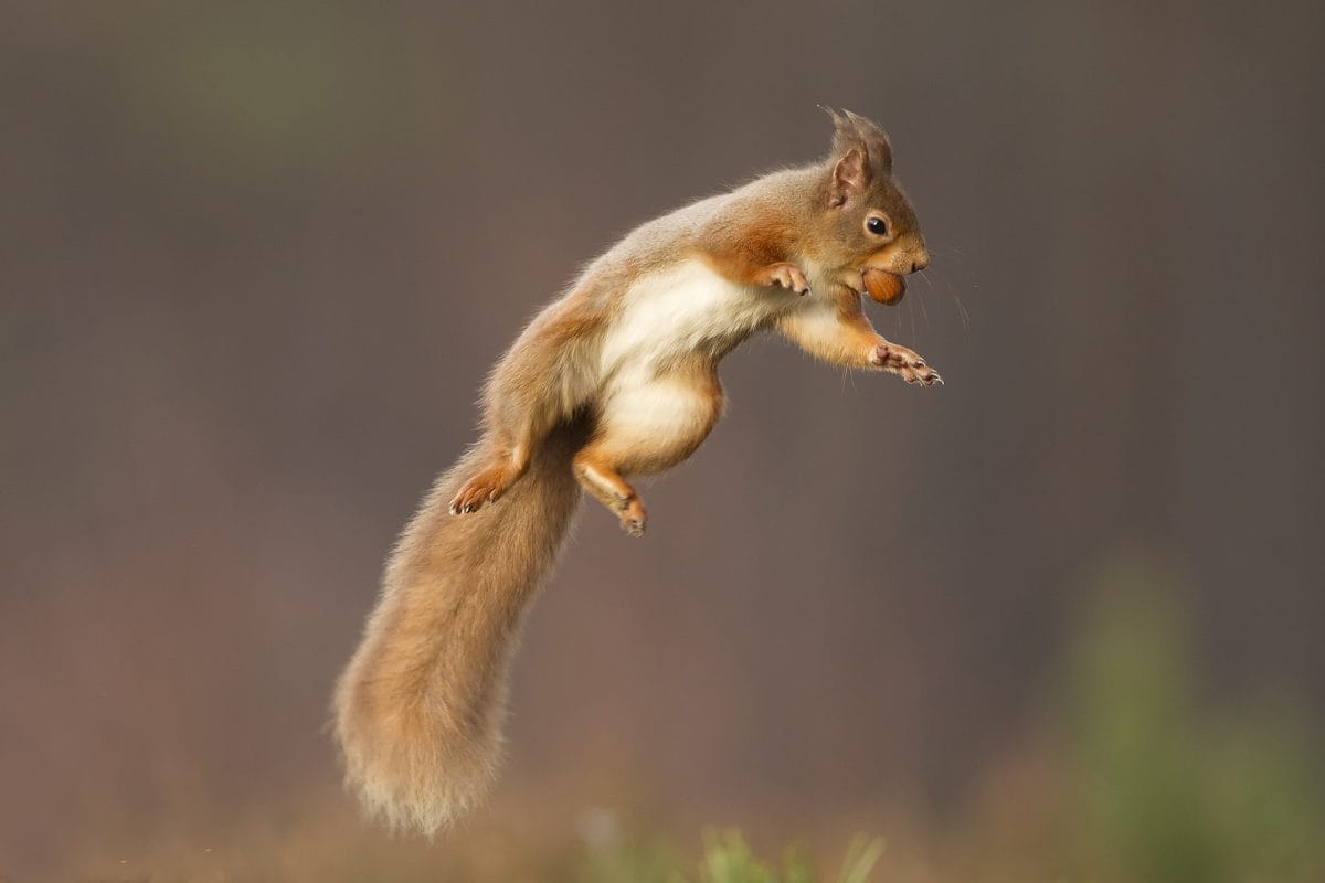 Red squirrel jumping