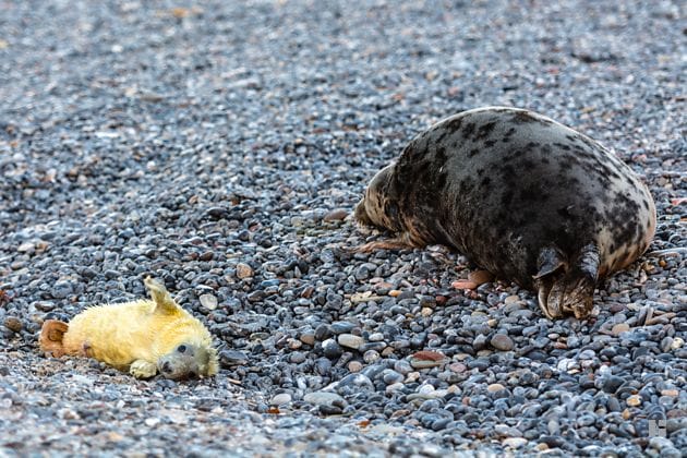 Grey seal with newborn pup