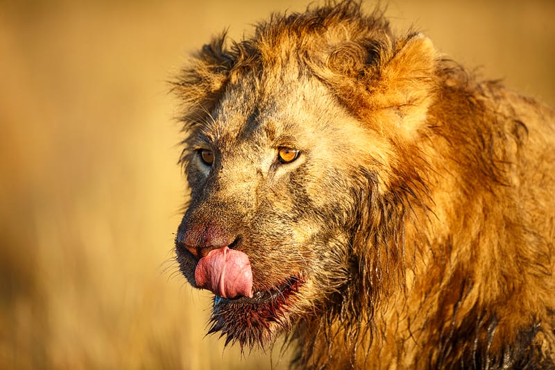 Lion