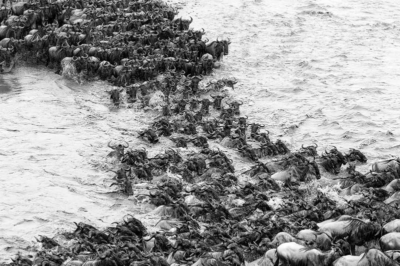 Wildebeests