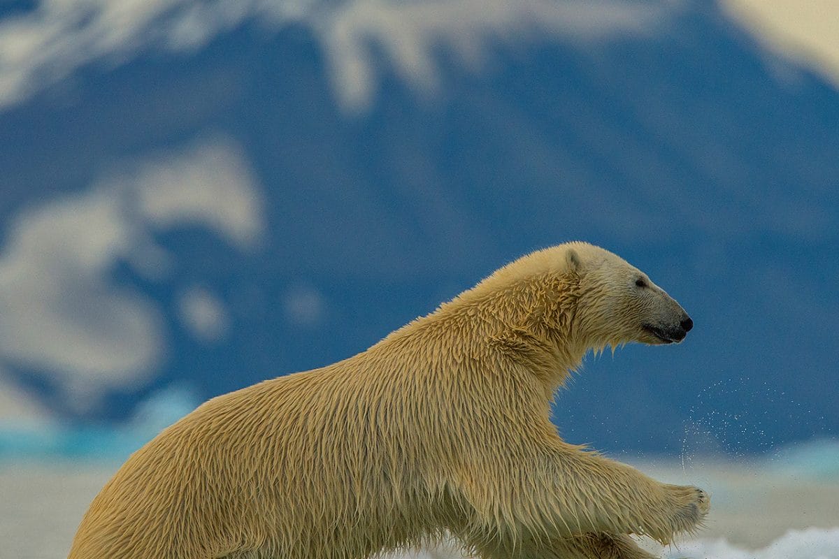 Polar bear