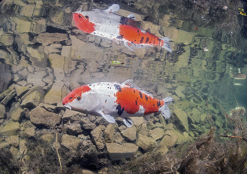 Carp fish