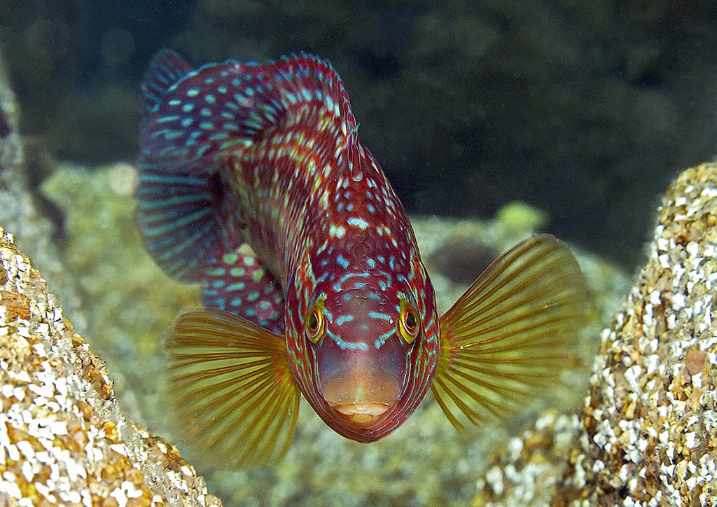 A colourful fish