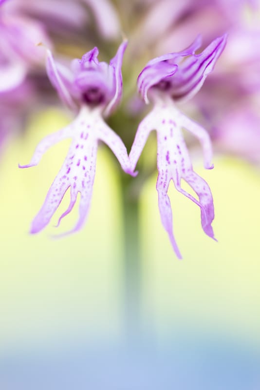Orchids