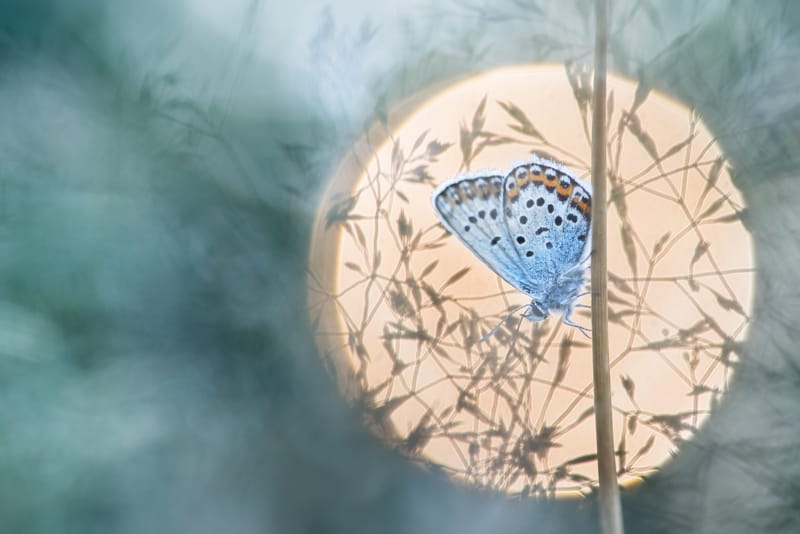 Silver Studded-blue
