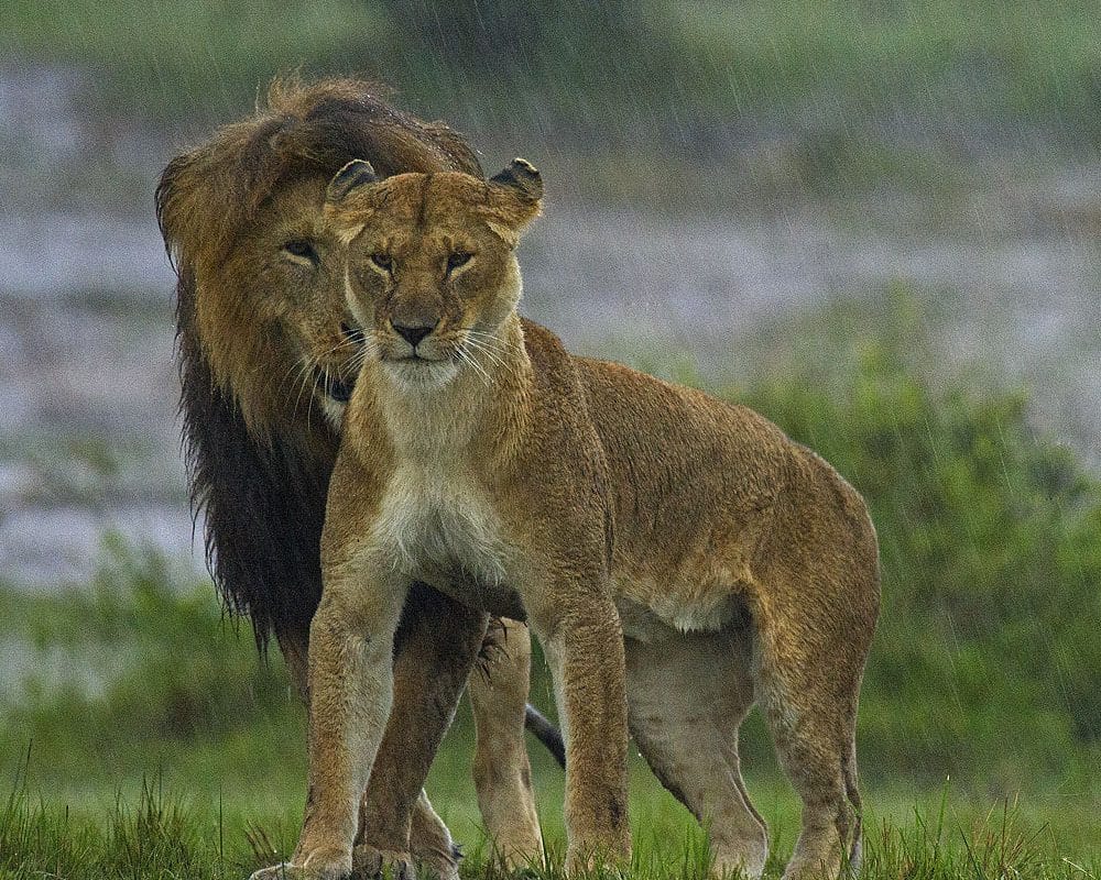 Lions
