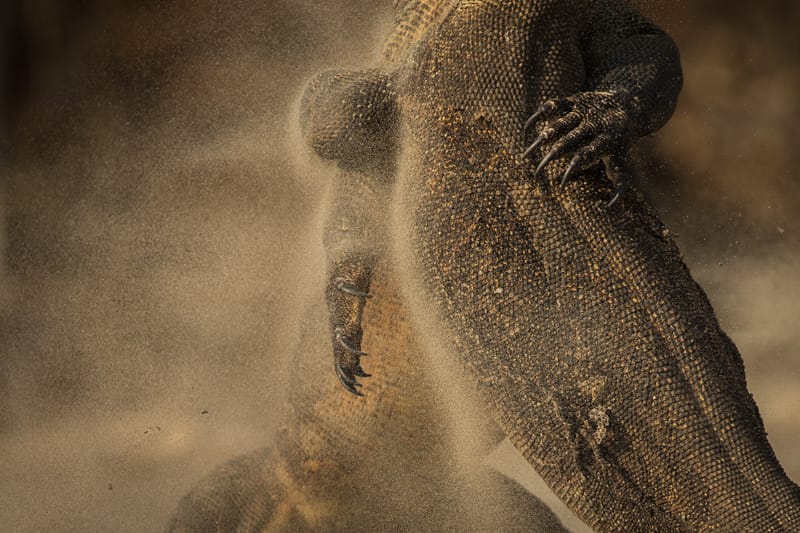 Komodo dragon