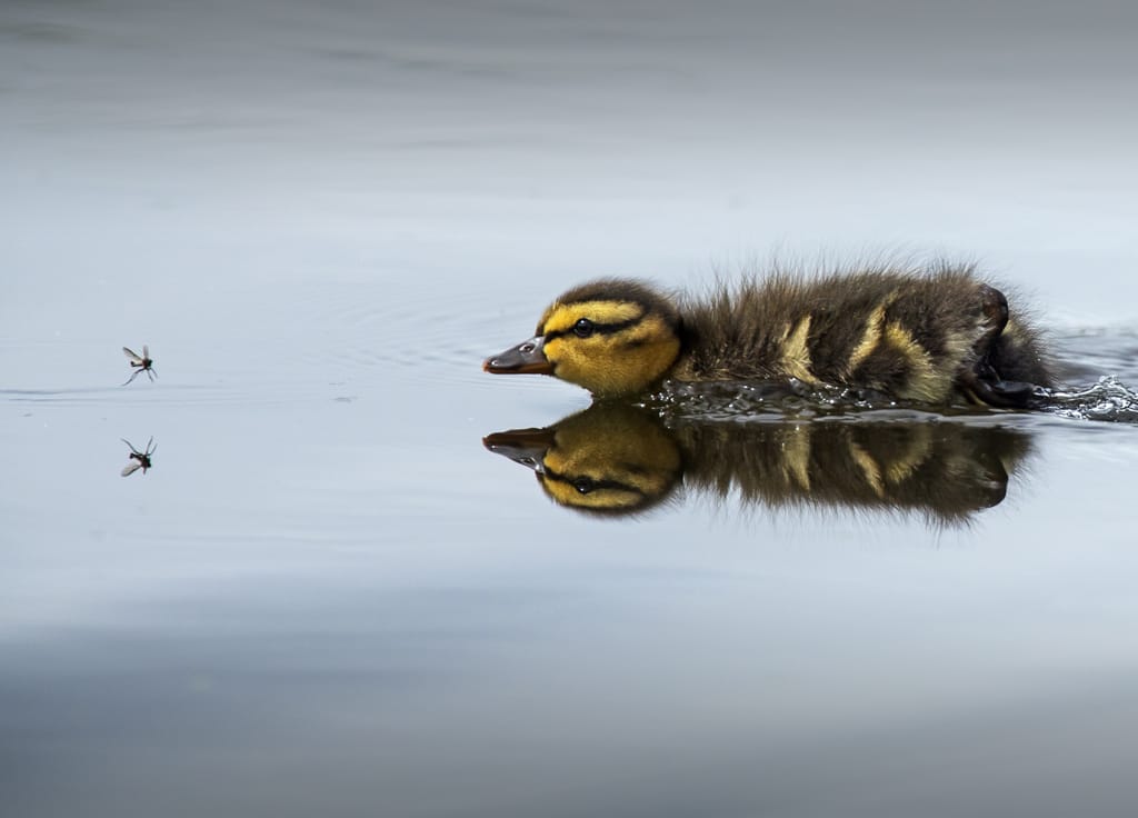 Duckling