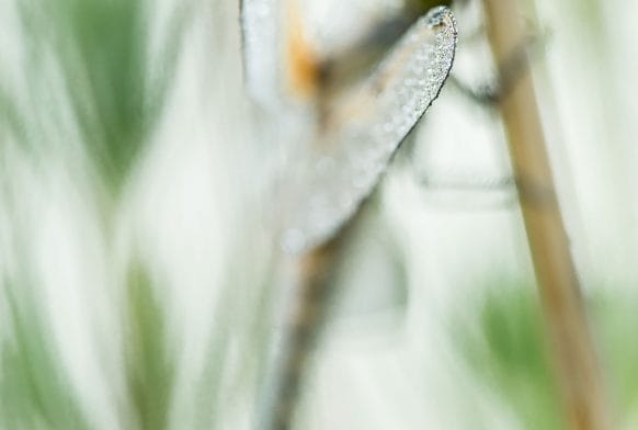 About the Art: Victoria Hillman