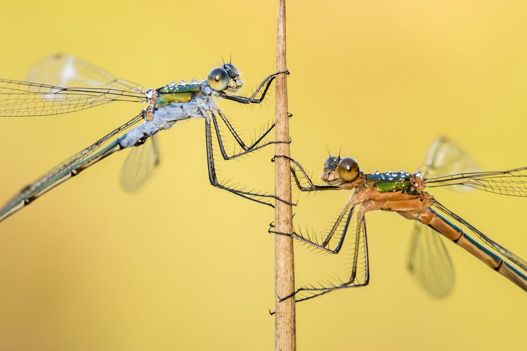 Emerald damselflies