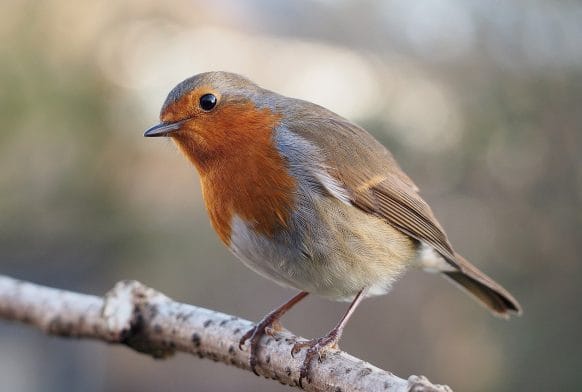 How to attract birds to your garden