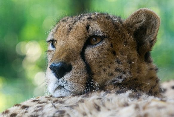 Specimen of the Month: the Cheetah