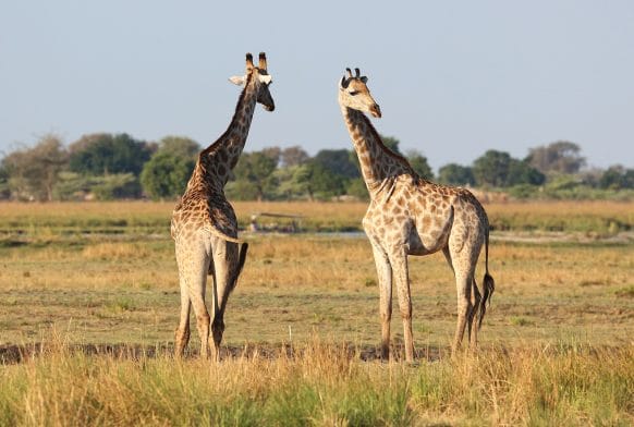 Fact file: the giraffe