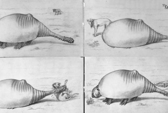 Specimen of the Month: the Glyptodon