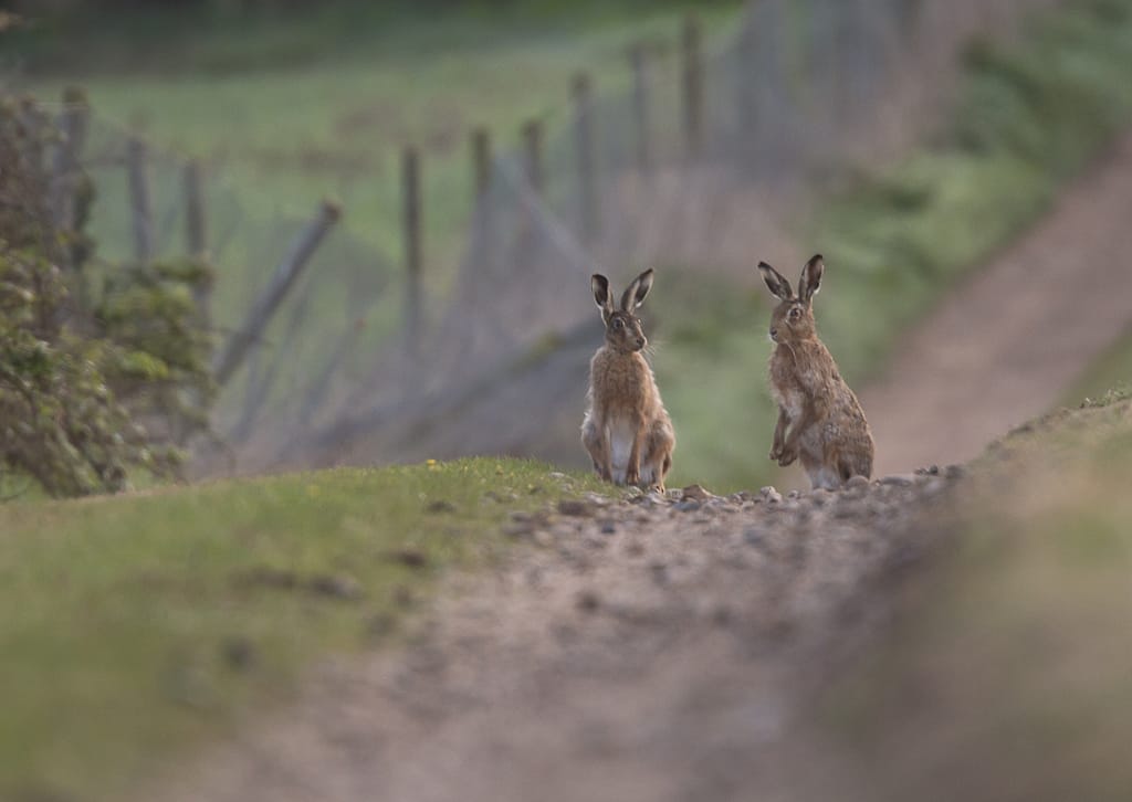 Two hares