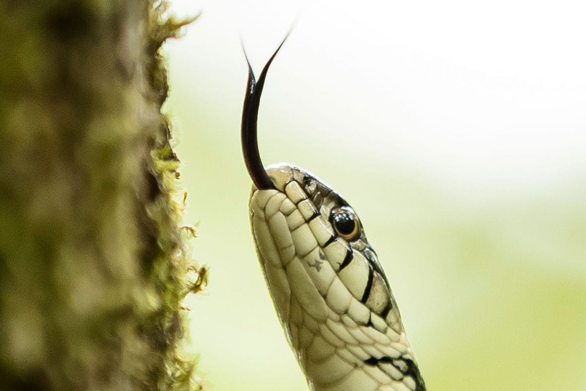A reptile with it's forked tongue out tasing the air