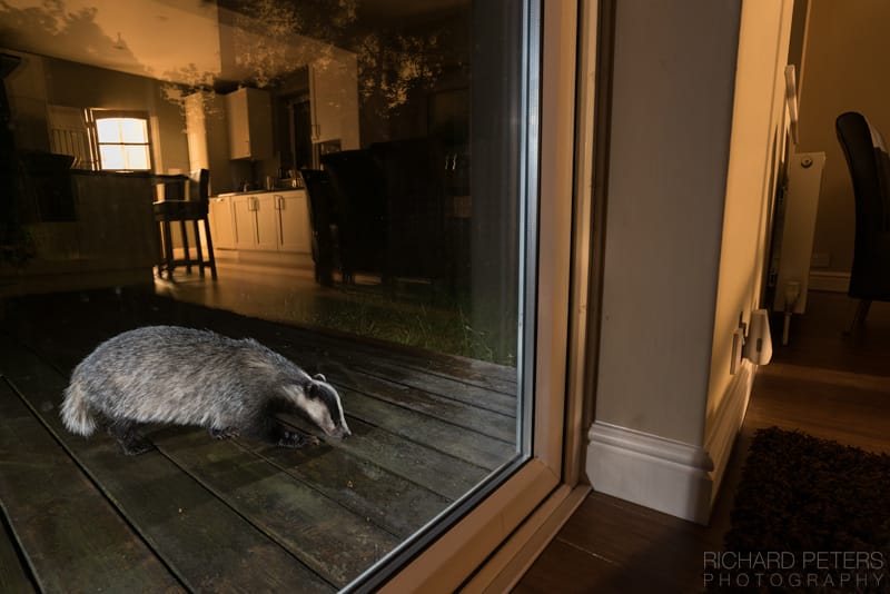 Badger behind glass