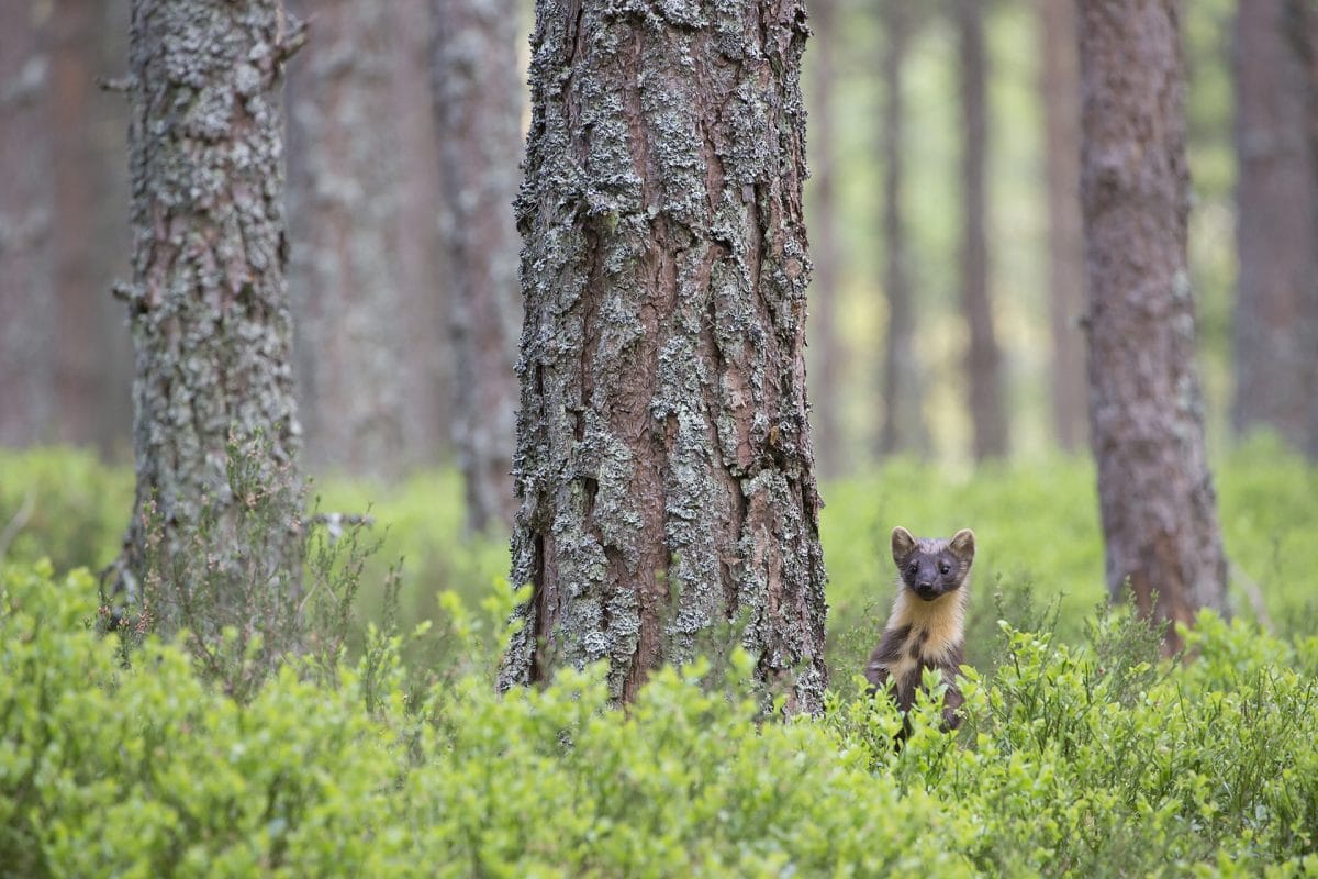 Pine marten in a forest