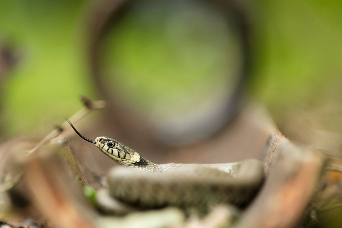 A coiled snake in a gutter