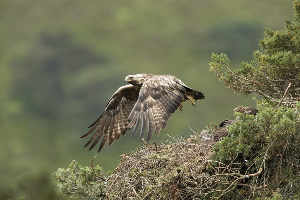 A golden eagle mid flight in a green environment
