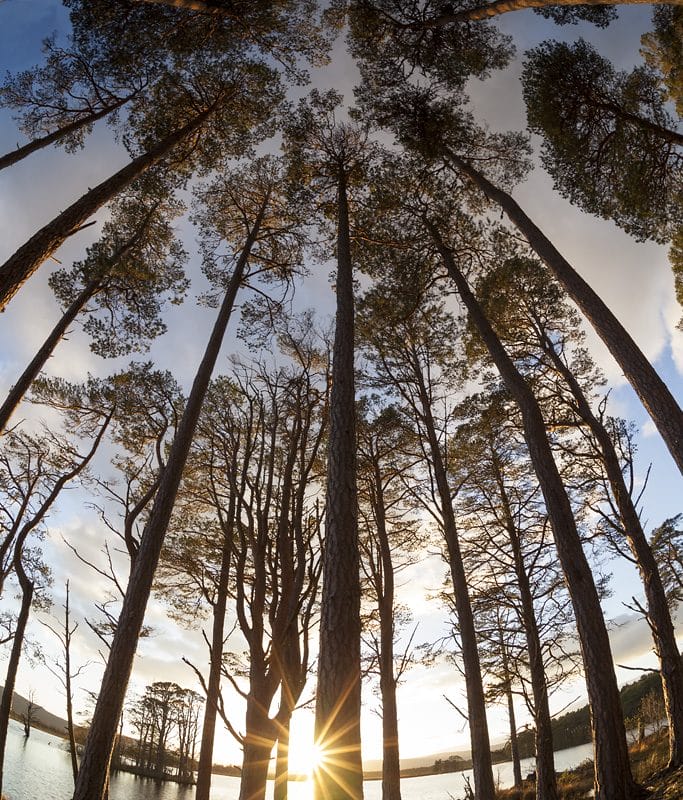 Trees seen from low to the ground with the sun setting
