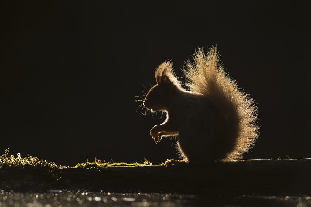 A silhouette of the red squirrel