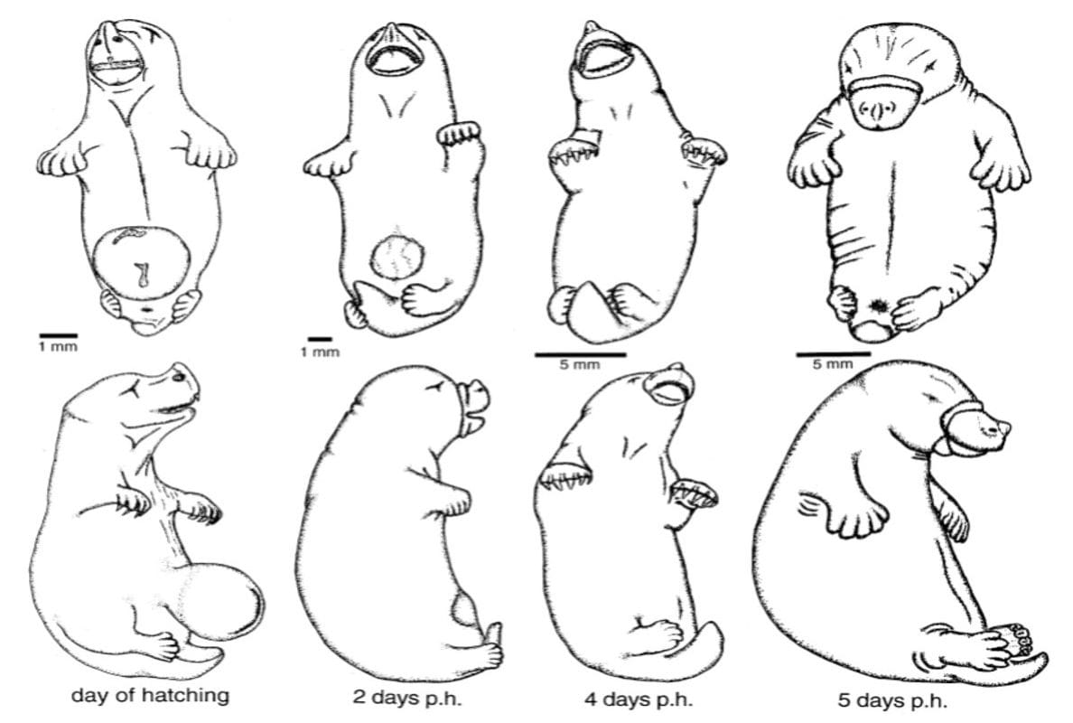 Platypus development sketches