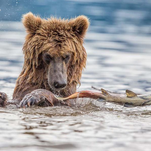 Young bear