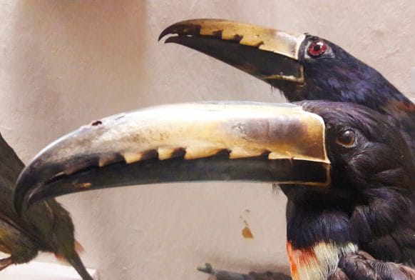 Specimen of the Month: the Collared Aracari