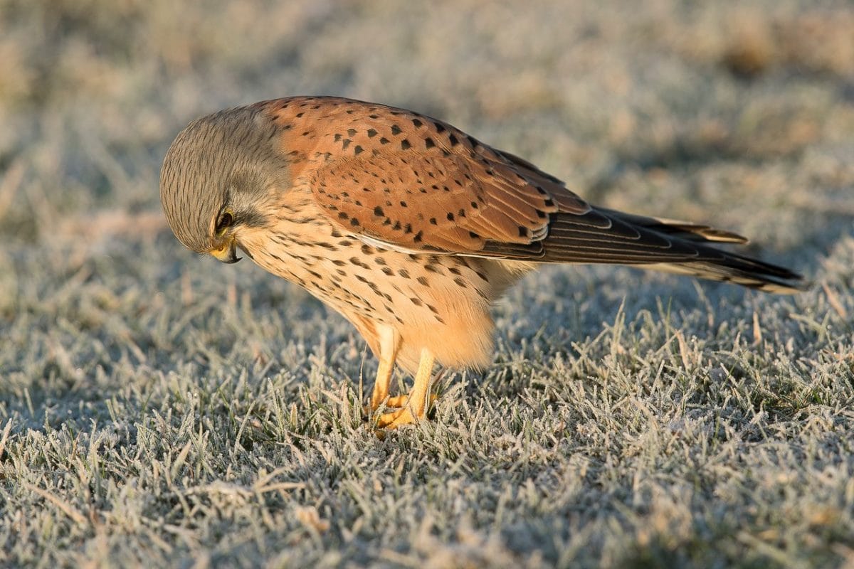 Bird of prey