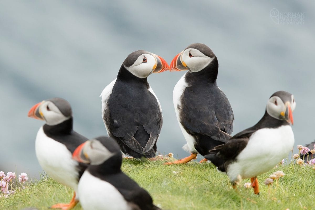 Puffins