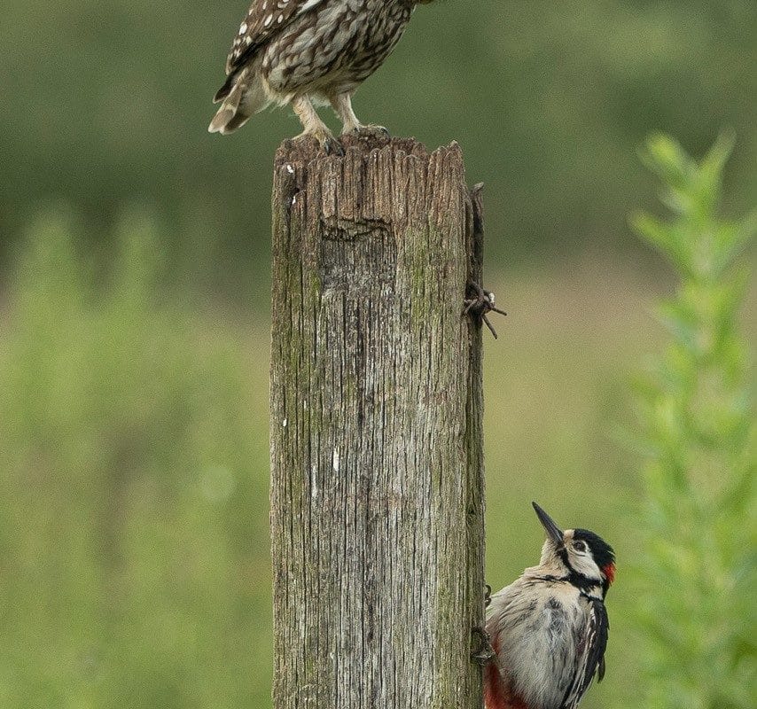 Little owl