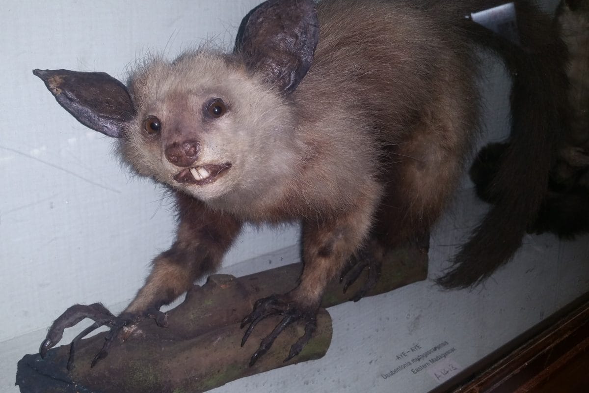 Aye-aye