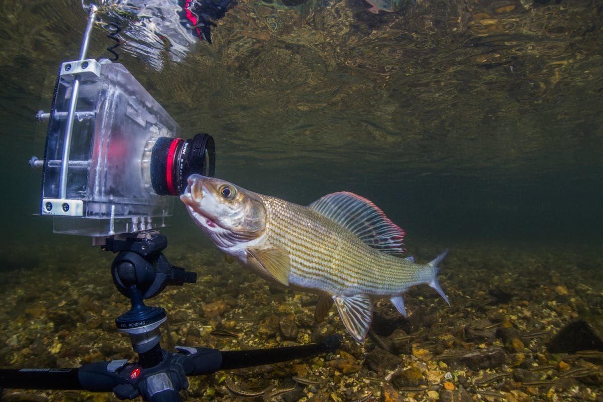 Fish underwater