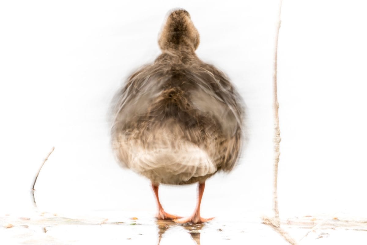Mallard duck