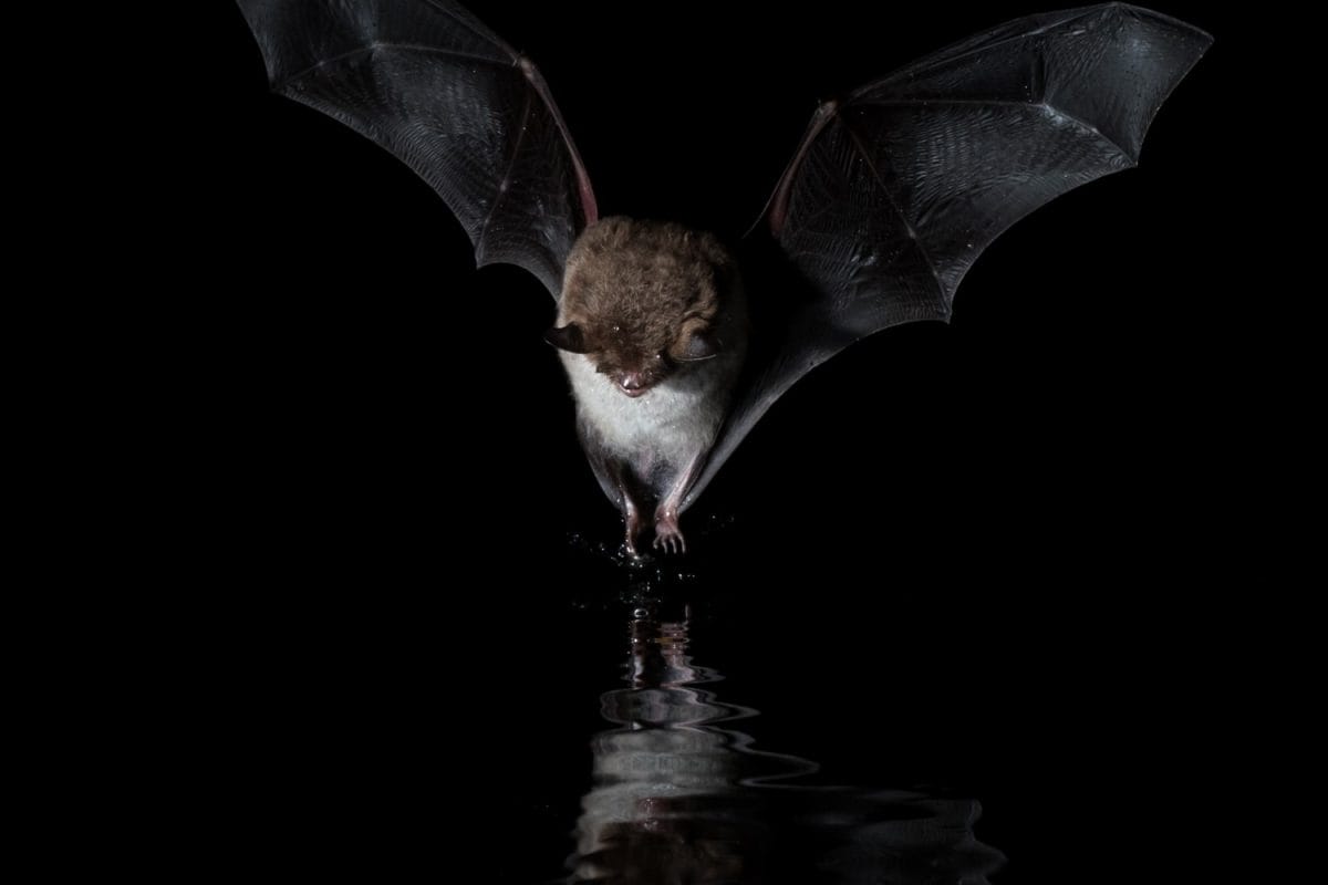Daubenton Bat