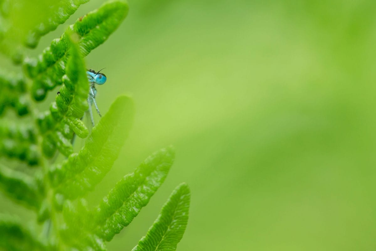 A dragonfly peaking around a leaf