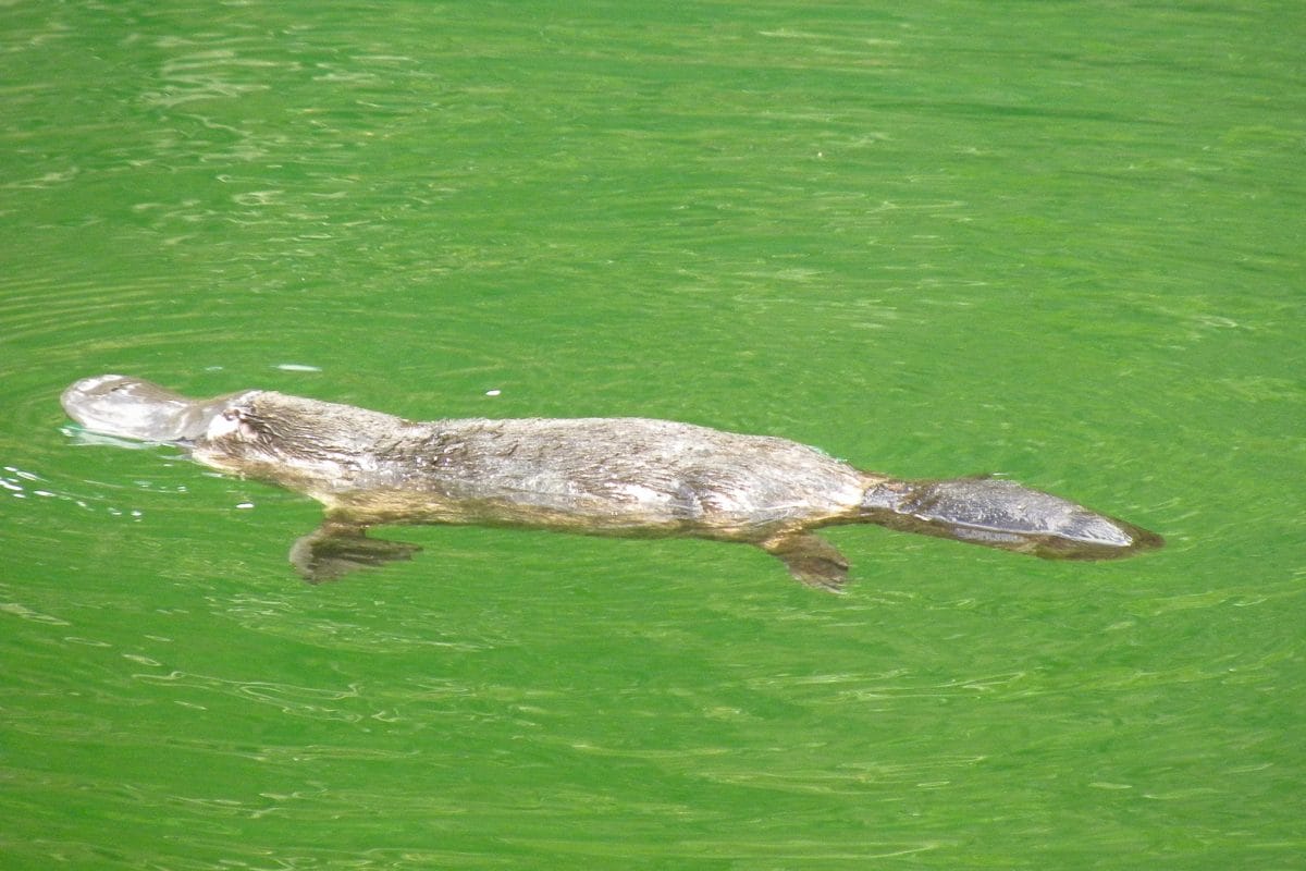 Platypus in water